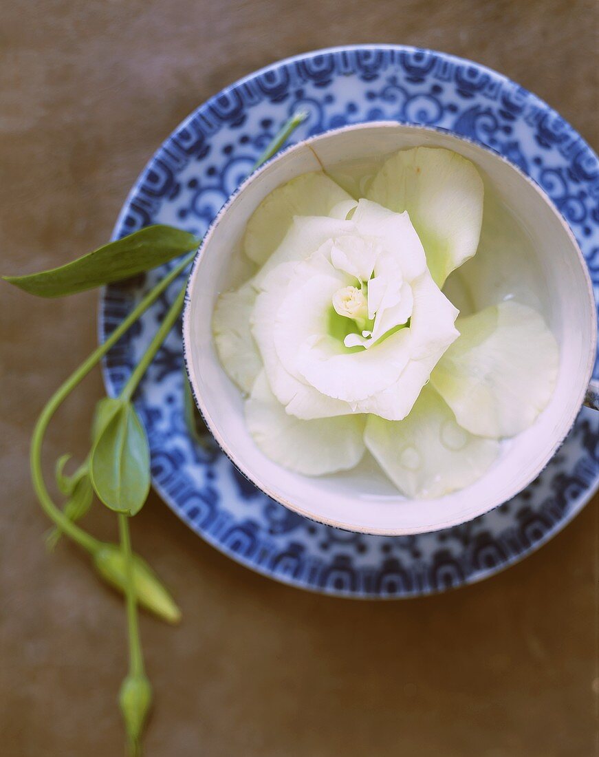 White Lysianthus flower in a small bowl (from above)