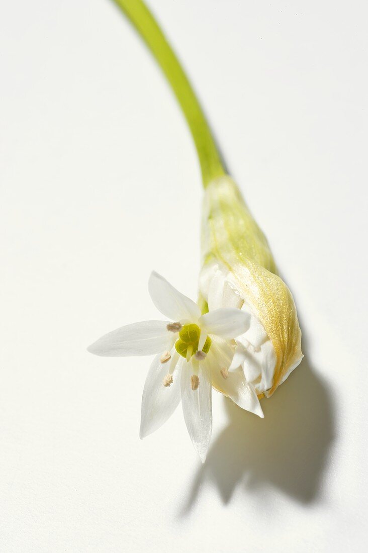 A ramsons (wild garlic) flower