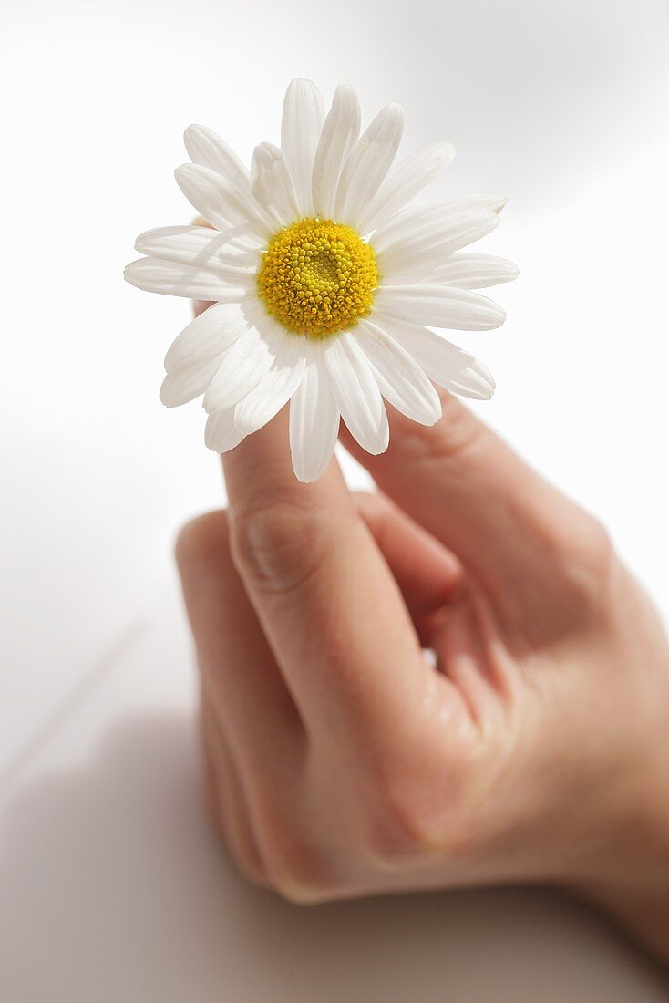 Frauenhand hält eine Margeritenblüte