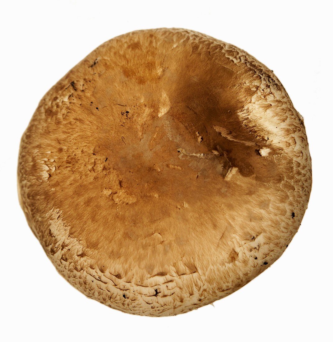 The cap of a forest mushroom