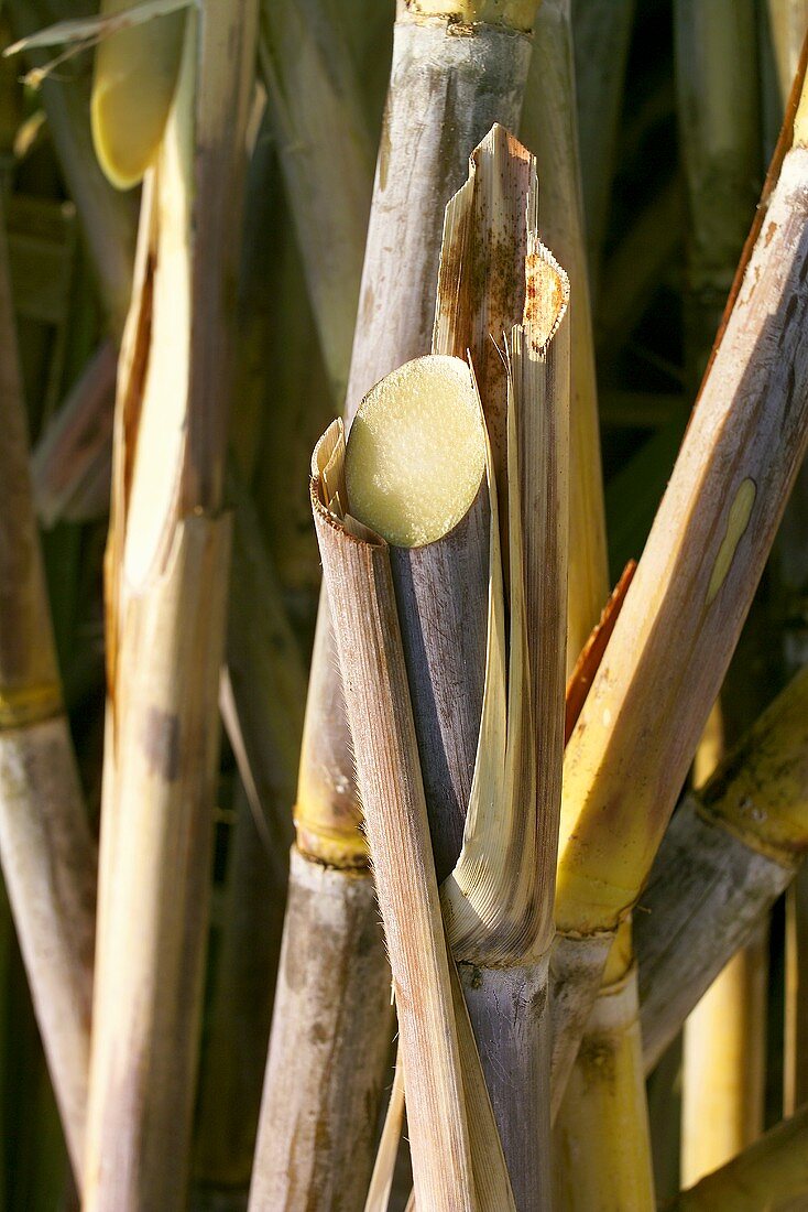 Sugar cane (filling the picture)