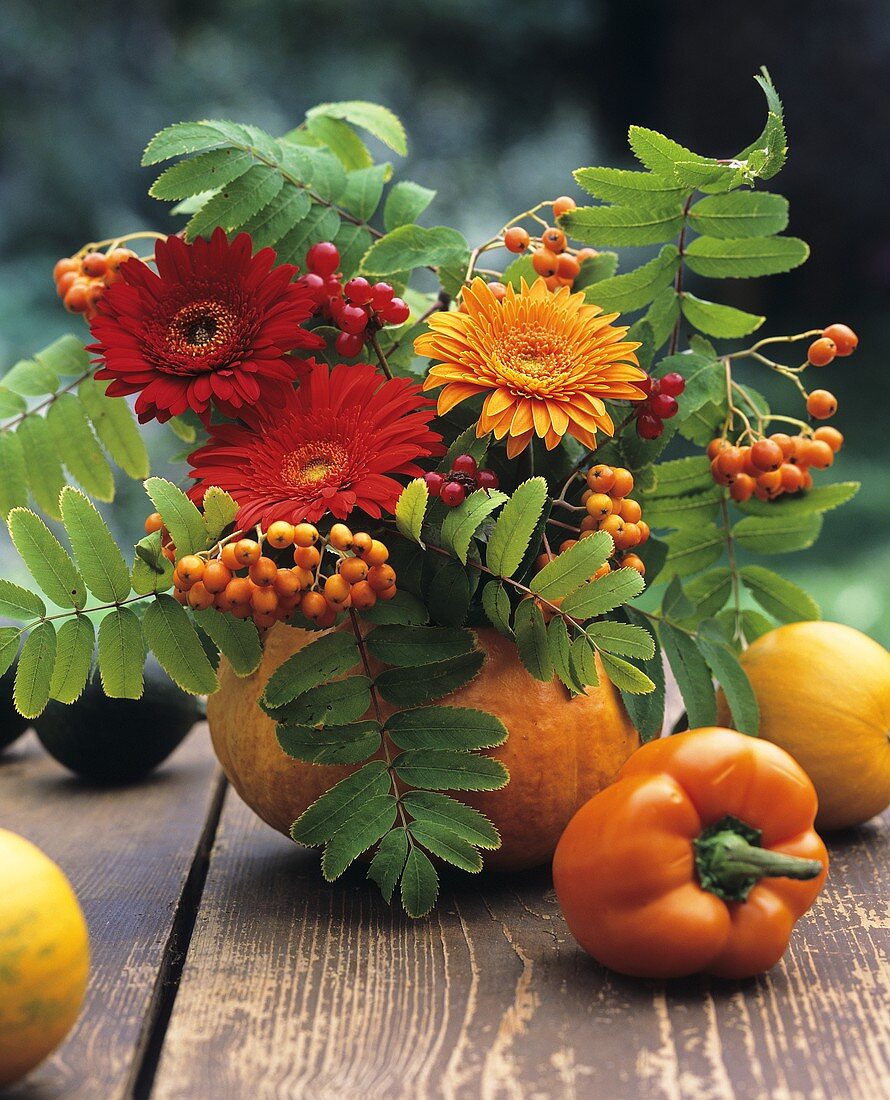 Gerbera in a hollowed-out pumpkin