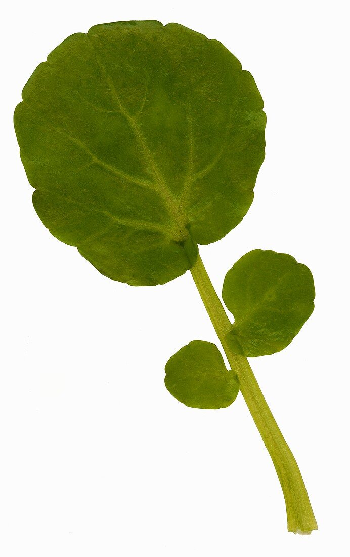 A watercress leaf