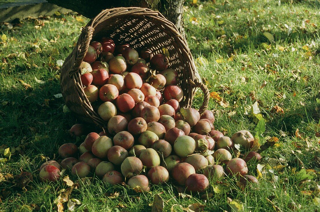 Umgefallener Weidenkorb mit Äpfeln auf einer Wiese