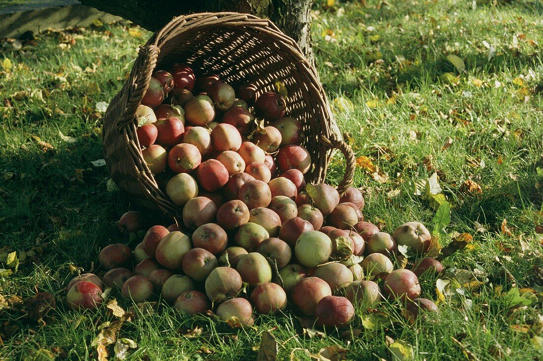 Wicker basket of apples, fallen over in grass