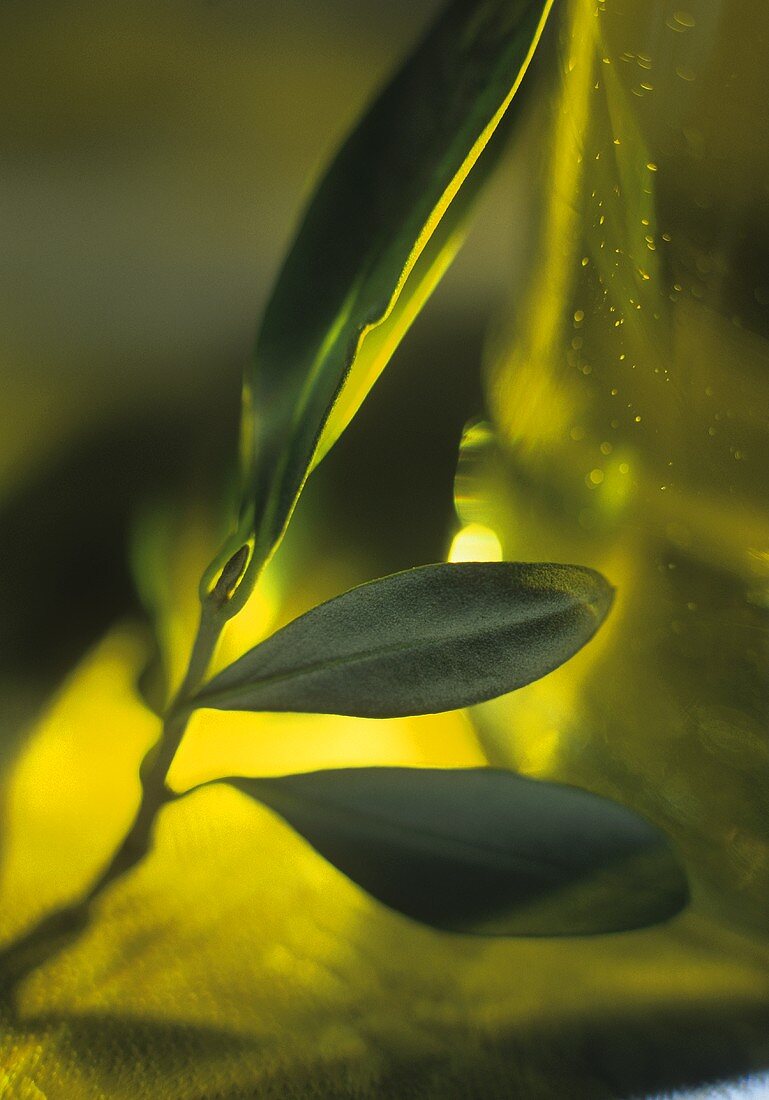 Olive leaves leaning against an olive oil bottle