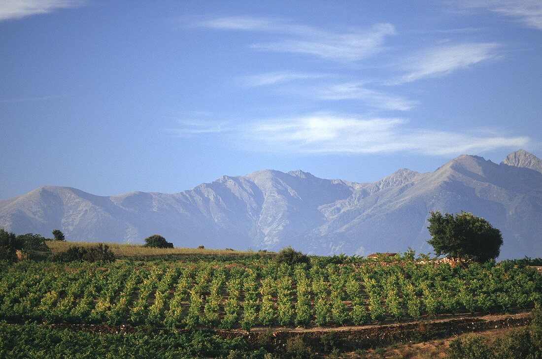 Vineyard against hilly landscape, Roussillon, France