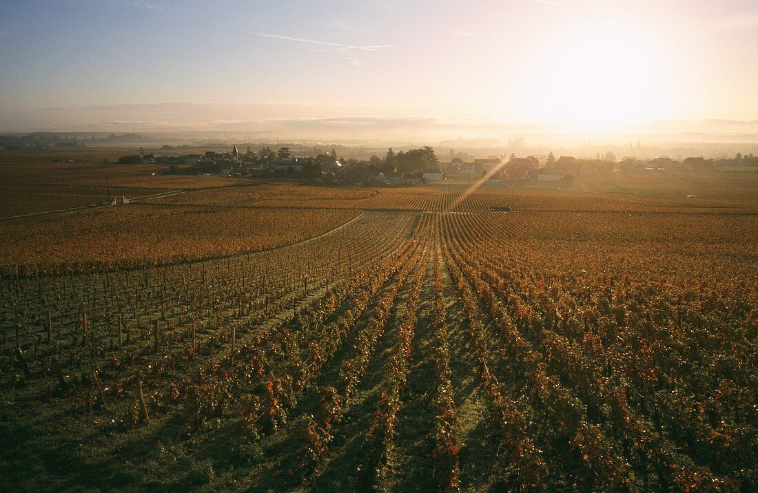 Vineyard near Vosne-Romanée, Burgundy, France