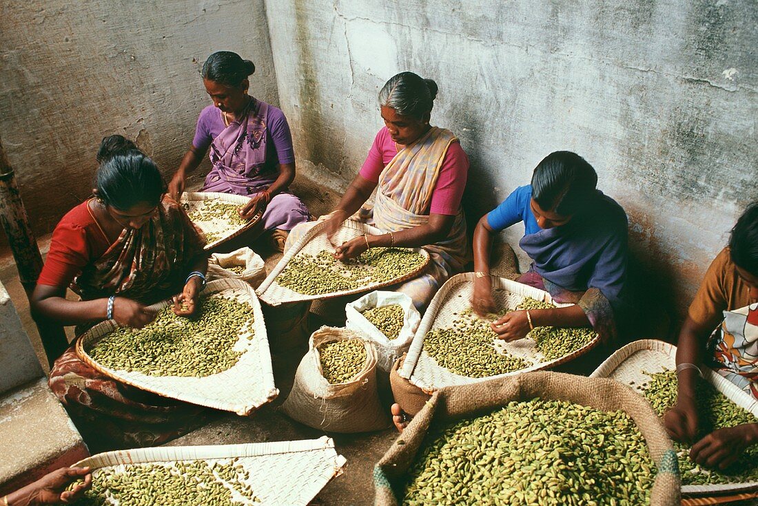 Cardamom being cleaned (Kerala, India)