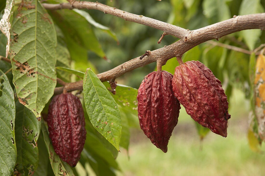 Kakaobohnen am Strauch