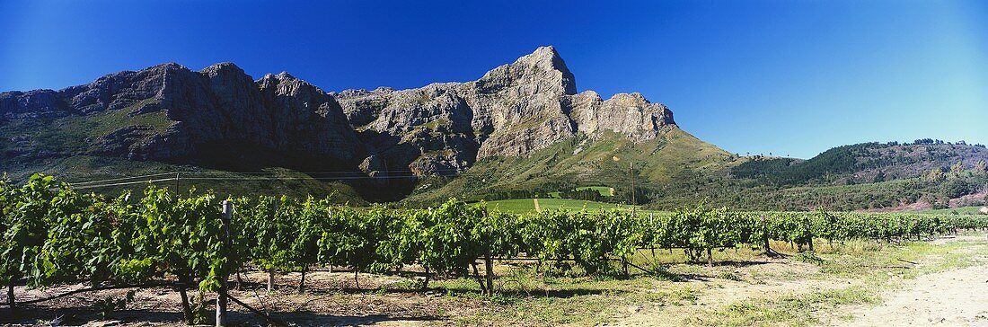 Weinberg, Gut Bellingham, Blick auf Groot Drakenstein, Südafrika