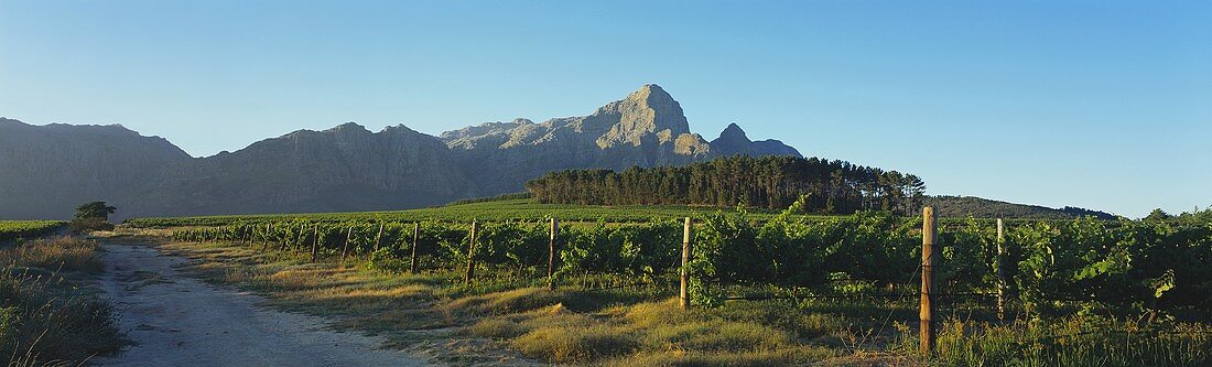 View over Bellingham Winery to Groot Drakenstein, S. Africa