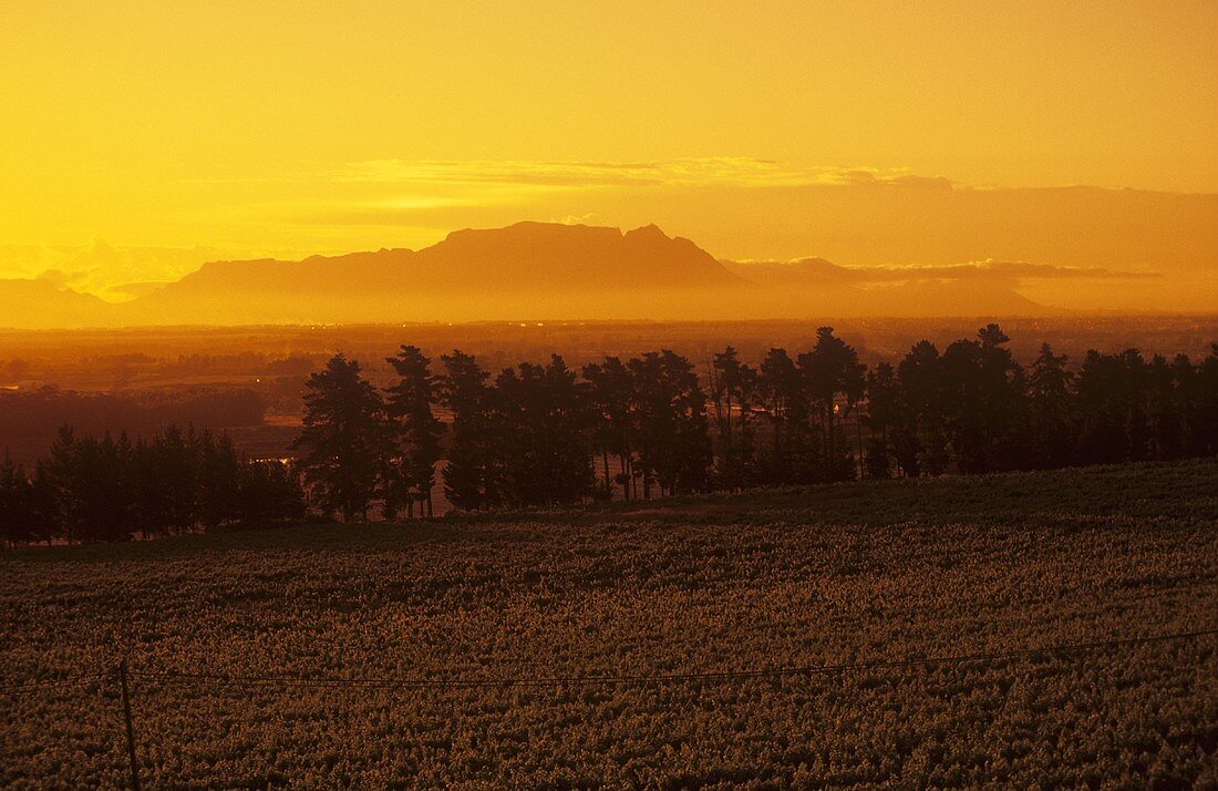 Weinberge im Sonnenaufgang mit Tafelberg, Stellenbosch, Südafrika