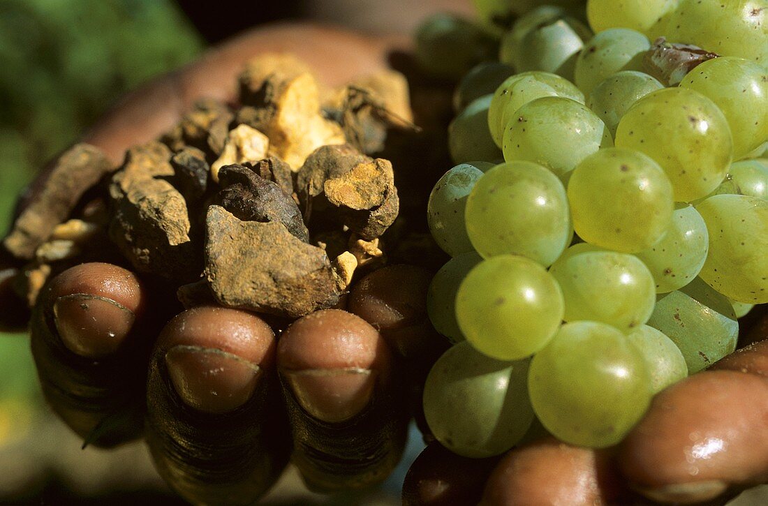 ‘Terroir’ Hands holding loam, shale and Chardonnay grapes