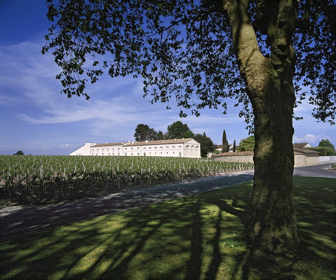 Chais (Lager), Château Mouton-Rothschild, Bordeaux, Frankreich