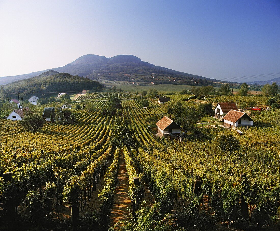 Weinberge bei Badacsonytomaj, Nordufer Balatonsee, Ungarn