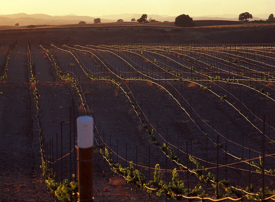 Junger Weinberg, Paso Robles, San Luis Obispo, Kalifornien