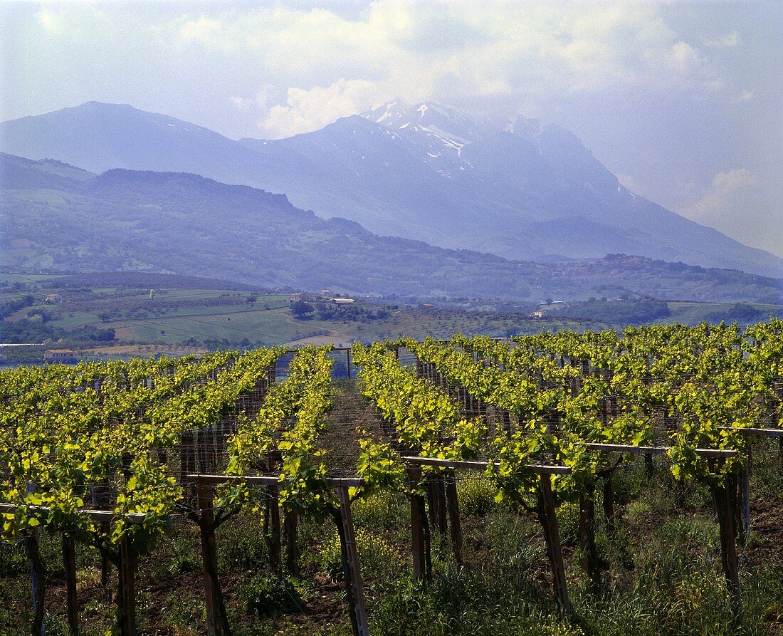 Weinberg bei Penne, Corno Grande im Hintergrund, Abruzzen, Italien