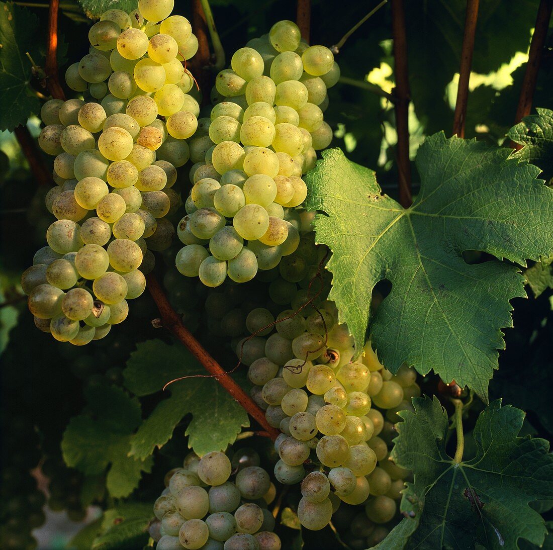 Viognier-Trauben, Marlborough, Neuseeland