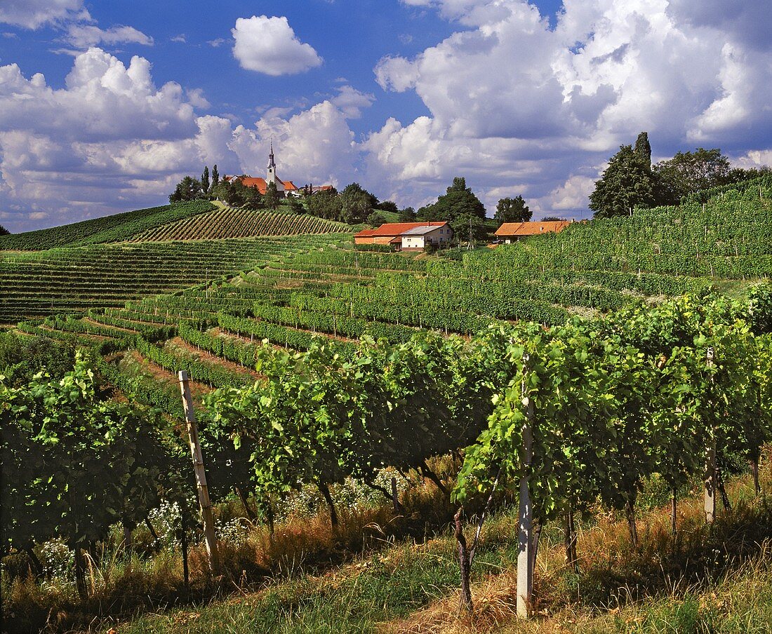 Rebzeilen am Weinberg, Mihalovci, Ljutomer-Ormoz, Slowenien