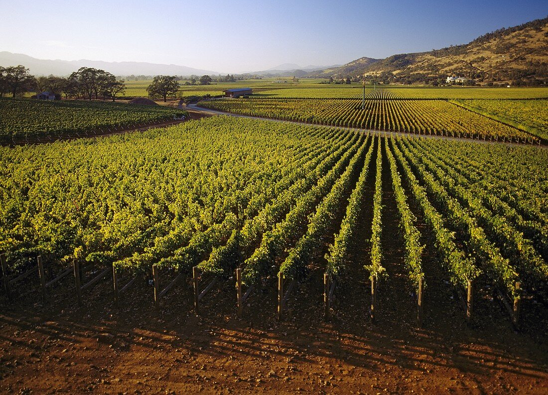 Rudd Estate vineyard, Oakville, Napa Valley, Kalifornien