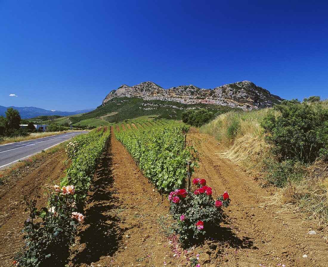 Biologischer Weinberg von Antoine Arena, Patrimonio, Korsika