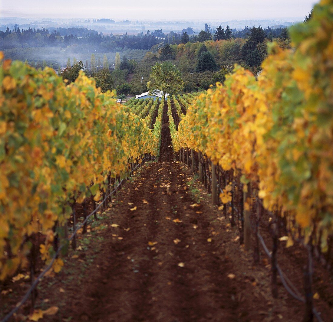 Weinberg der Bergstrom Winery, Dundee, Oregon