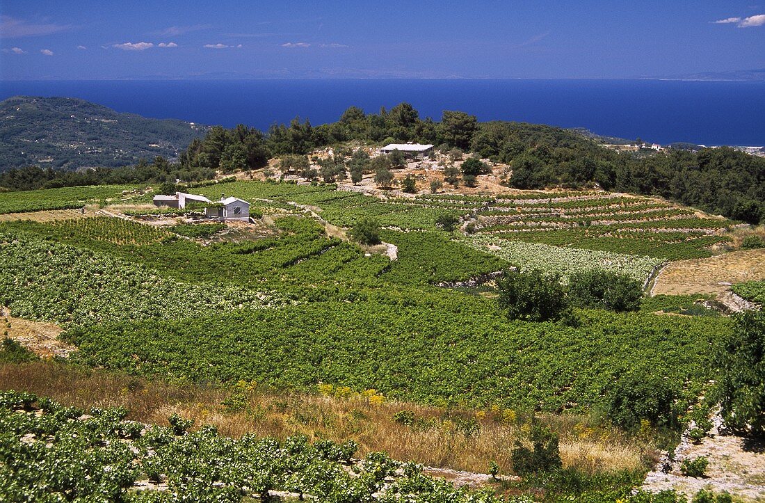 Weinberg auf der Insel Samos, Griechenland