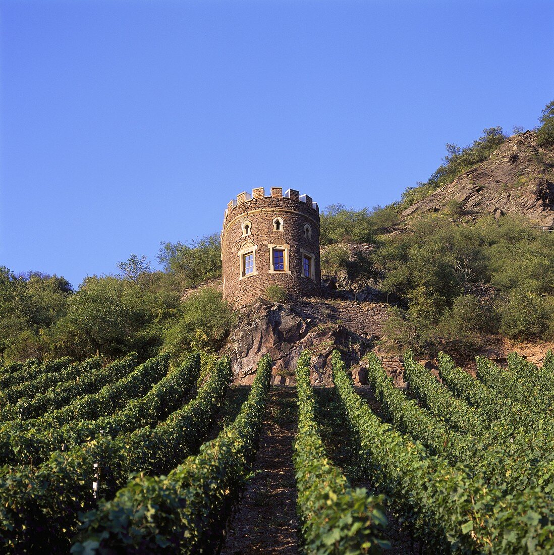 Weinberg vom Weingut Hermann Dönnhoff, Oberhausen, Deutschland