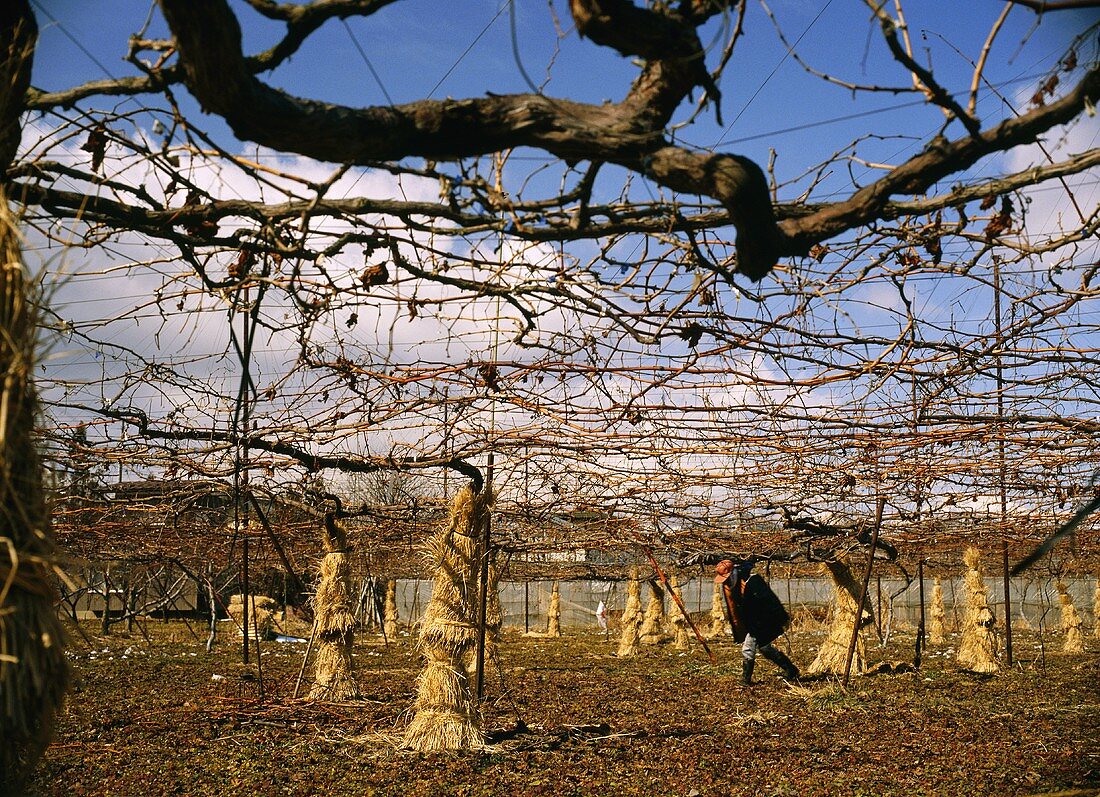 Reben werden vor Frost mit Stroh geschützt, Obuse, Japan