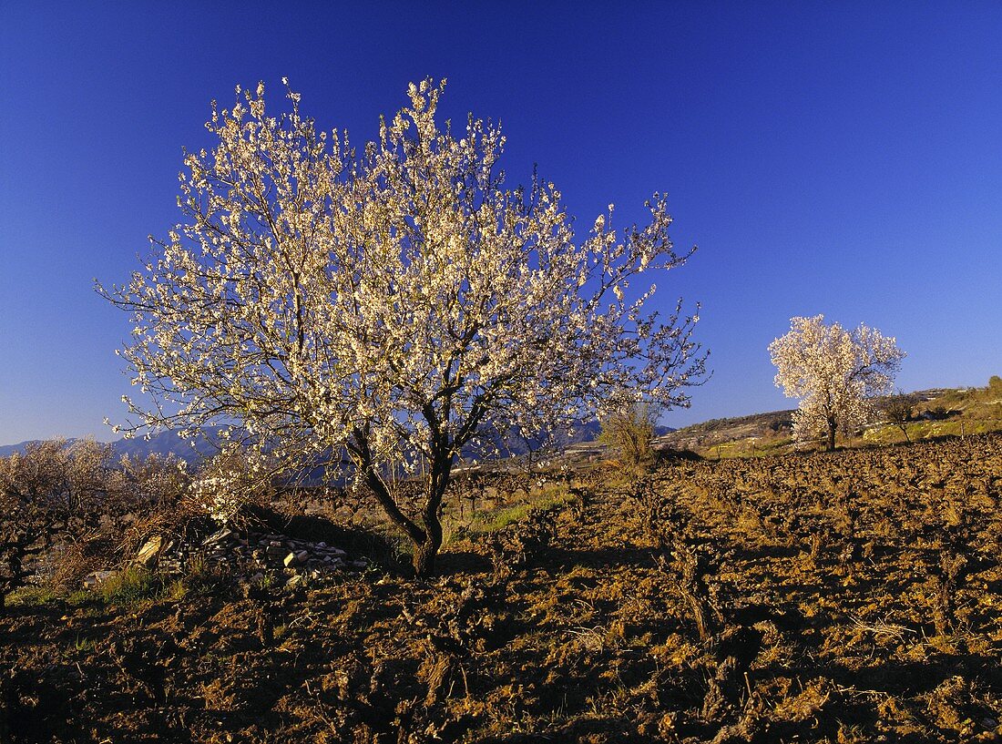 Blühende Mandelbäume, Agios Nikolaos, Paphos District, Zypern