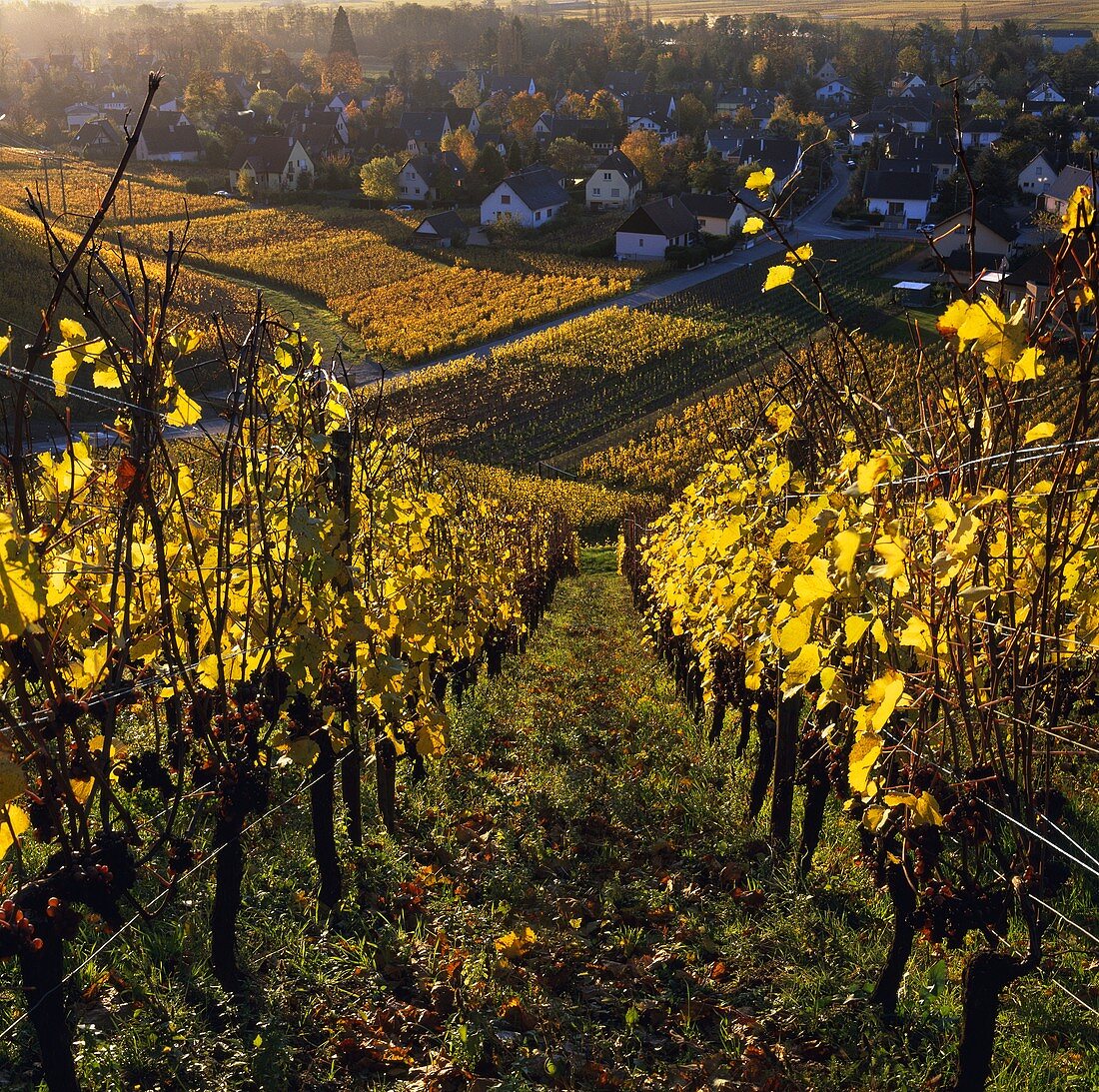 Pinot Gris auf Domaine Zind-Humbrecht, Turckheim, Frankreich