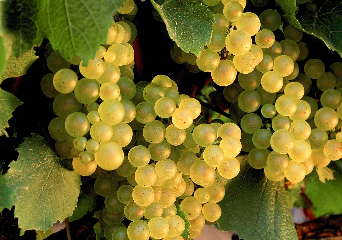 Chardonnay-Trauben am Rebstock, Südafrika