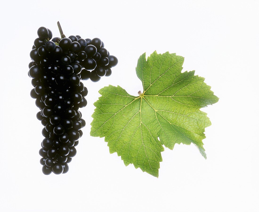 St. Laurent grapes with vine leaf