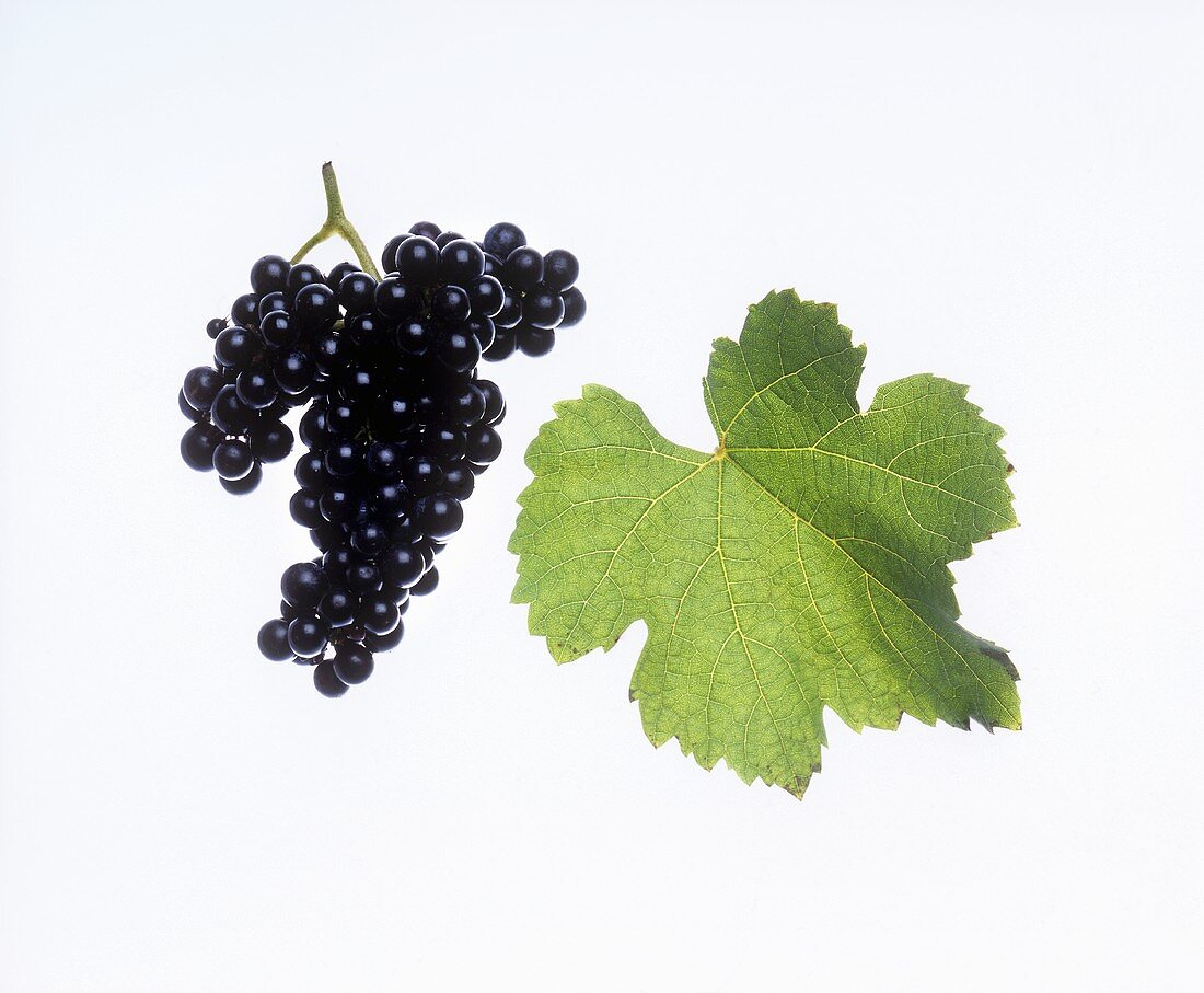 Blauer Wildbacher-Trauben mit Weinblatt