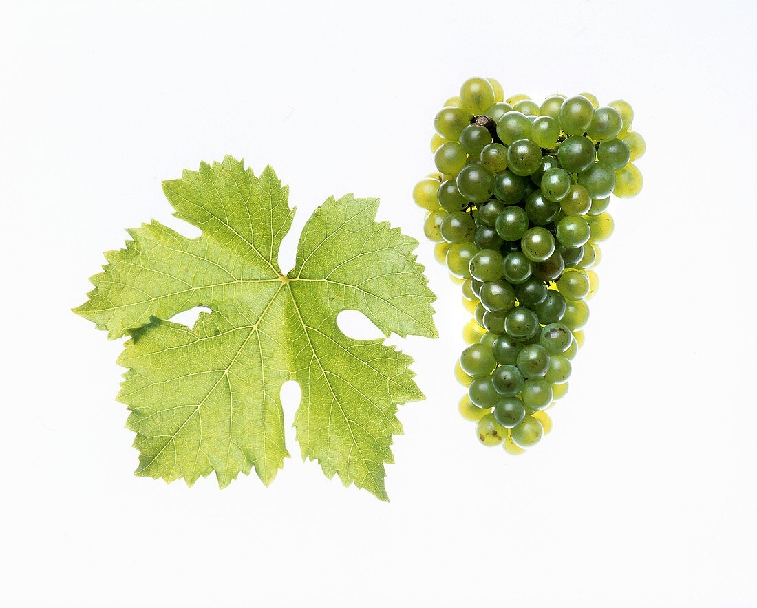 Grüner Veltliner grapes with vine leaf