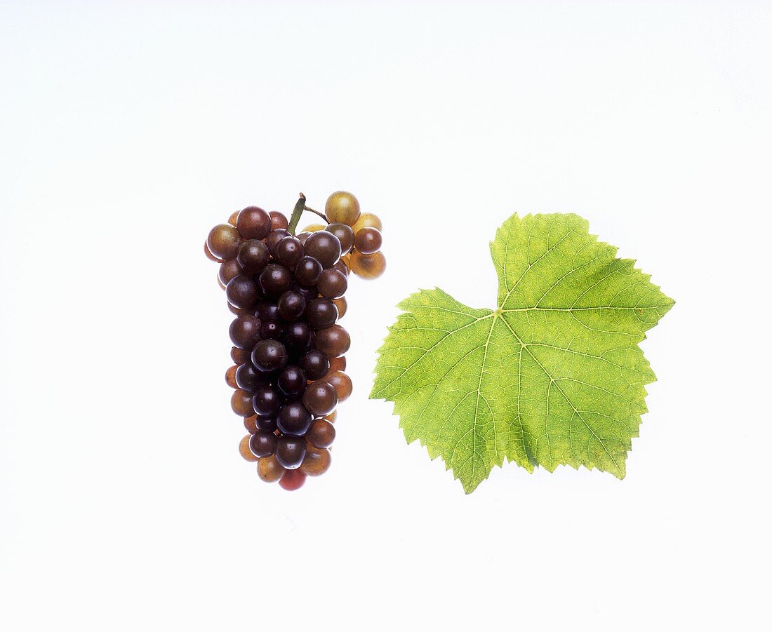Grauburgunder (Pinot Gris) grapes with vine leaf