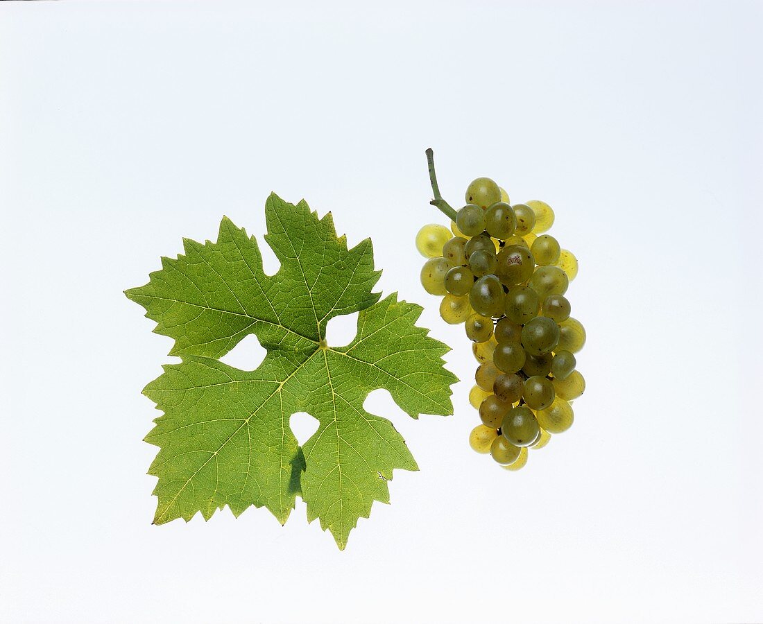 Bouvier grapes with vine leaf