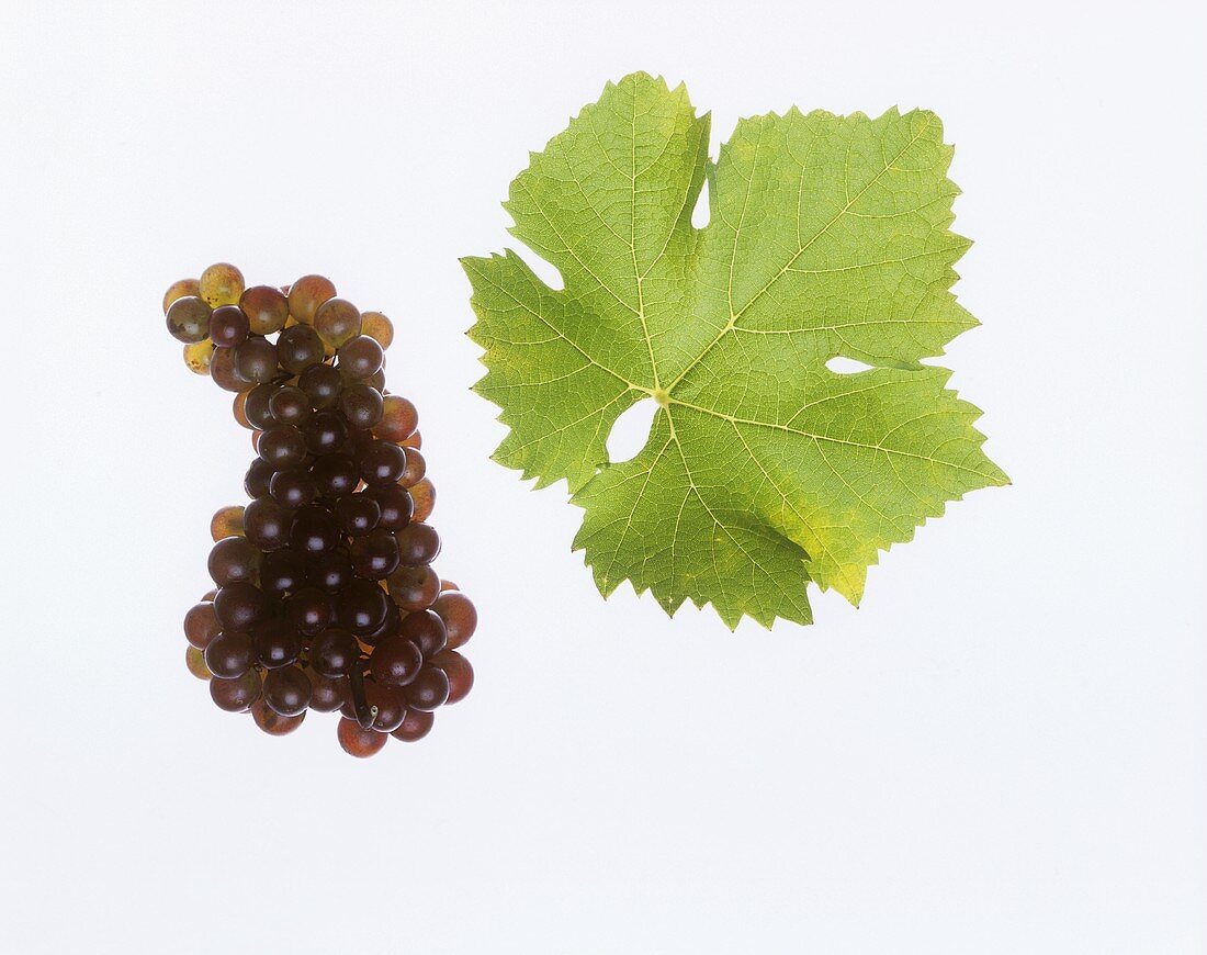 Malvasia grapes with vine leaf