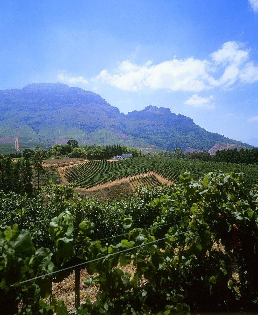 Vineyard on Tokara Estate, Stellenbosch, S. Africa
