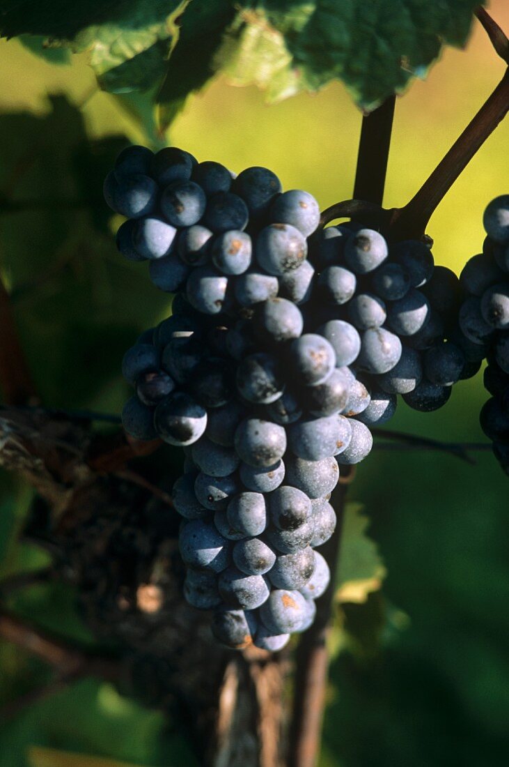 Blaufränkisch-Trauben mit Weinblatt
