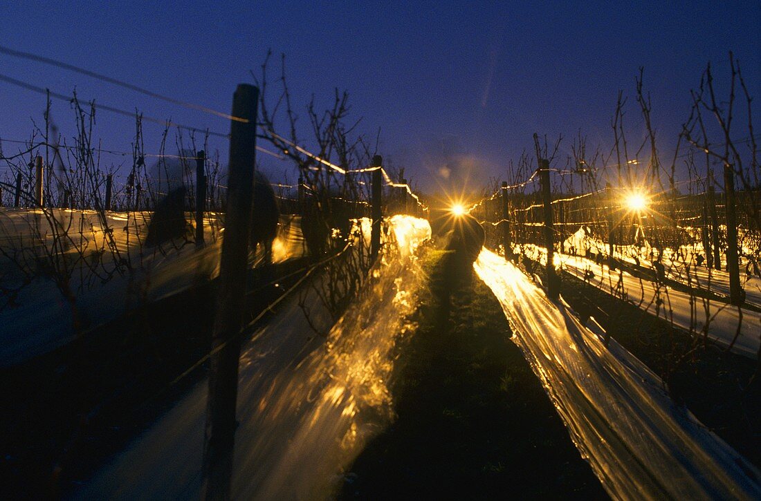 Picking grapes for ice wine at night, Rheingau, Germany