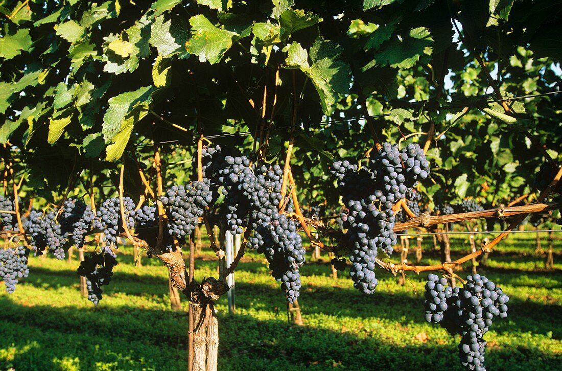 Blaufränkisch-Trauben am Rebstock