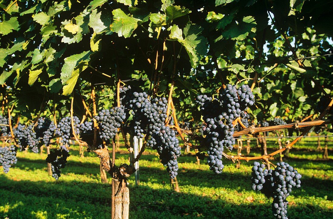 Blaufränkisch grapes on the vine
