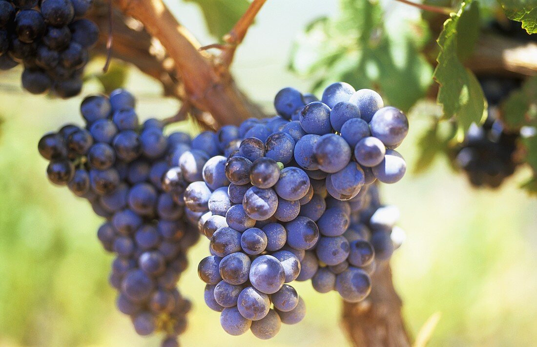 Cabernet Franc grapes on the vine