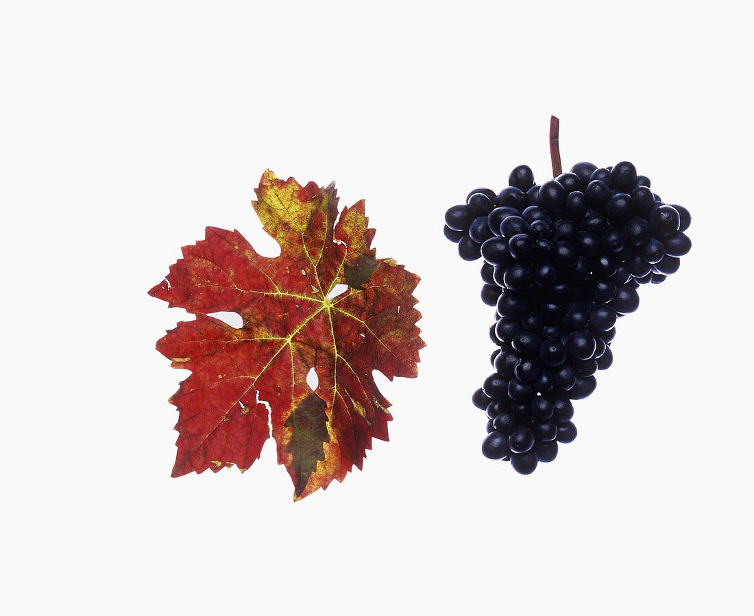 Dunkelfelder grapes with vine leaf