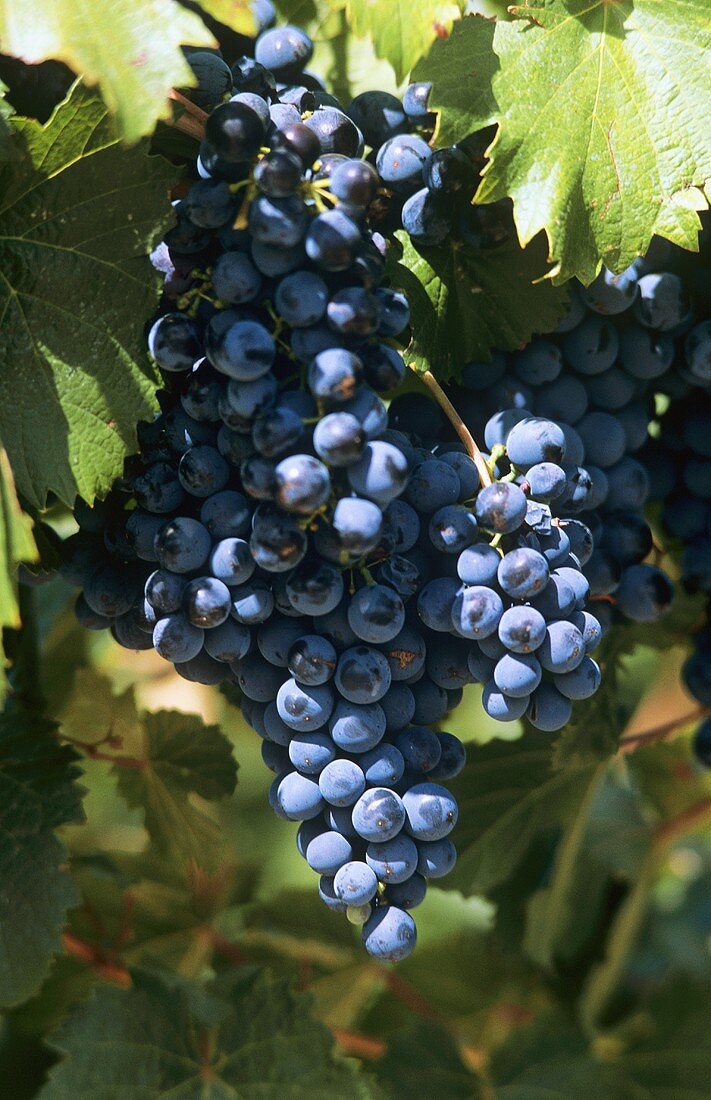 Malbec grapes on the vine