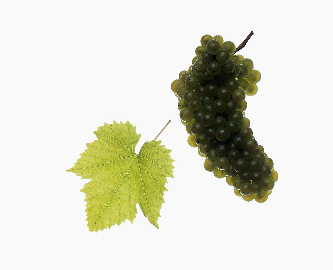 Welschriesling grapes with vine leaf