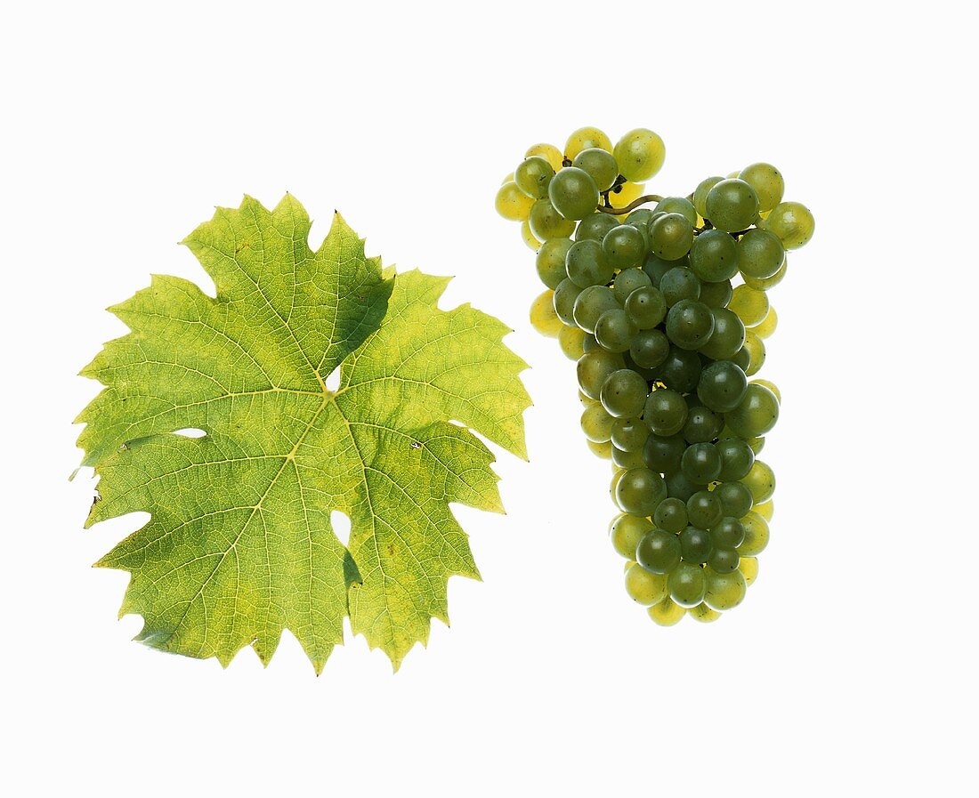 Müller-Thurgau grapes with vine leaf
