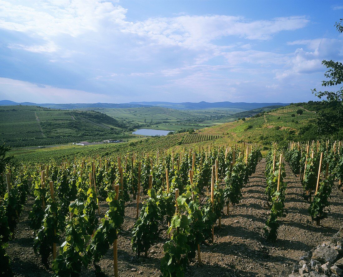 Weinberg bei Tokaj, der Süßweinregion in Ungarn